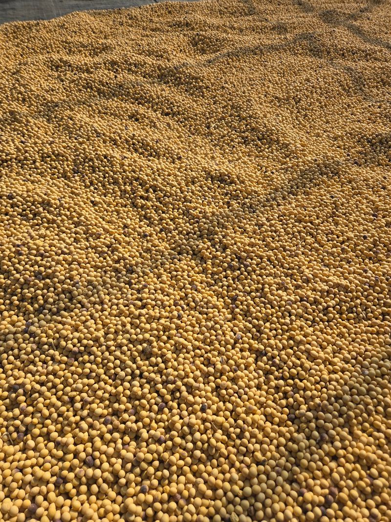 희찬모(정정자)님의 장터 판매 상품 [백태(대찬콩)] 첨부 사진