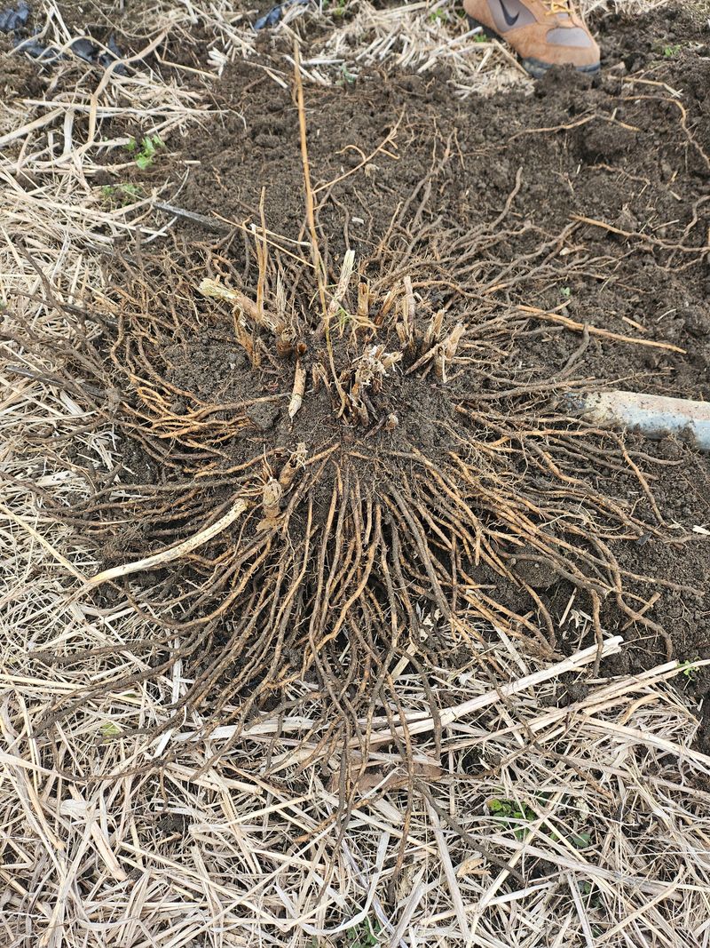 자연스레농부님의 장터 판매 상품 [아스파라거스 뿌리 팜니다 (사진참고)] 첨부 사진