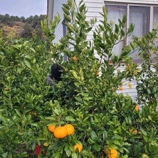 서귀포달코롬감귤농원님의 자유주제 · 자유게시판 작성글 사진