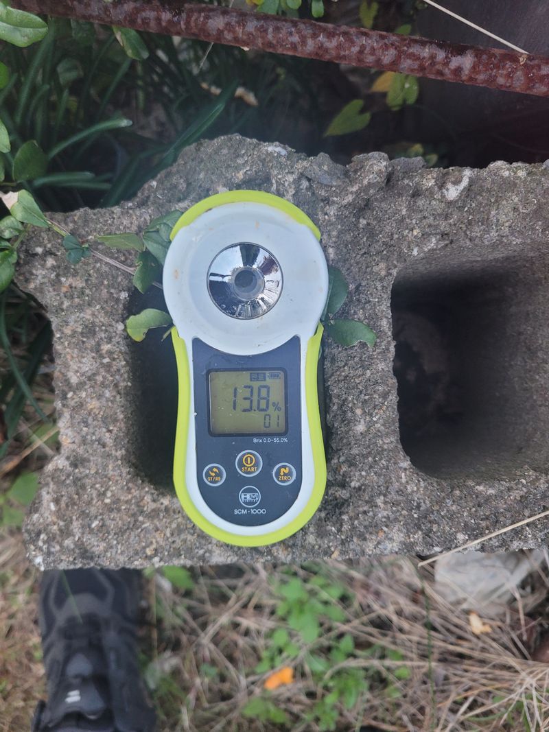 서귀포달코롬감귤농원님의 장터 판매 상품 [조생귤 로얄과 9kg(크기 균일, 선물용)] 첨부 사진