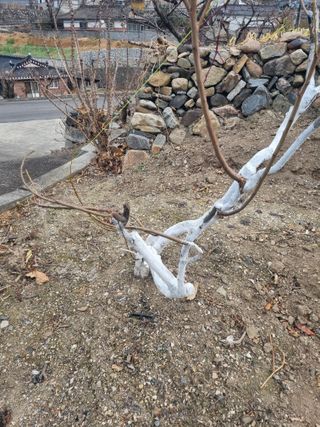 김용대님의 자유주제 · 자유게시판 작성글 사진