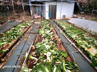 미날기미(김원영)님의 농사, 무엇이든 물어보세요!·참여글 작성글 사진