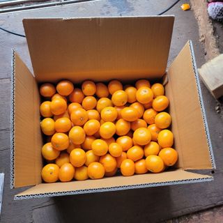 서귀포달코롬감귤농원님의 귤 · 수확 작성글 사진