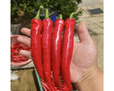 대산농사대장님의 고추·품종•종자 작성글 사진