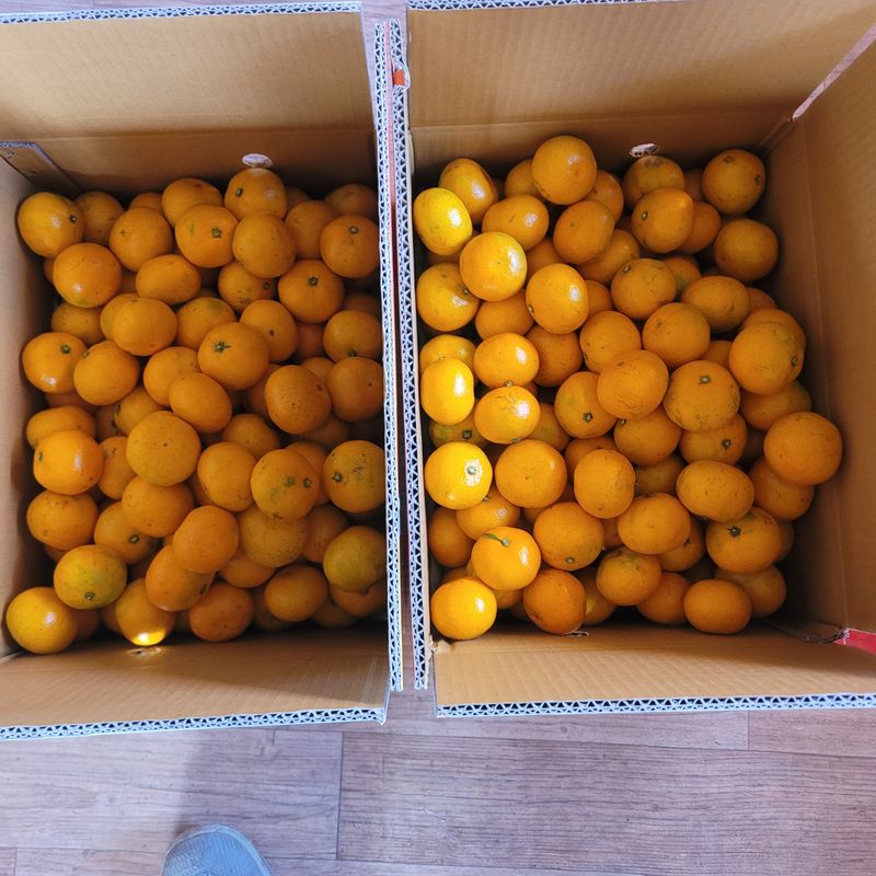 서귀포달코롬감귤농원님의 장터 판매 상품 [조생귤 중과 9kg] 첨부 사진