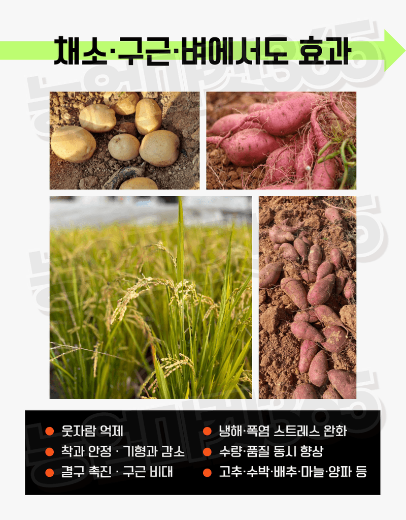 농업마켓365님의 장터 판매 상품 [농업마켓365 융전 부농탄 액제 500ml 도장억제제 웃자람경감제 착색 당도 비대 밑거름 웃거름 기비 추비 사과] 첨부 사진