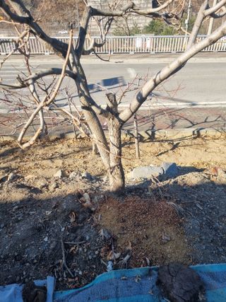 김용대님의 자유주제 · 자유게시판 작성글 사진