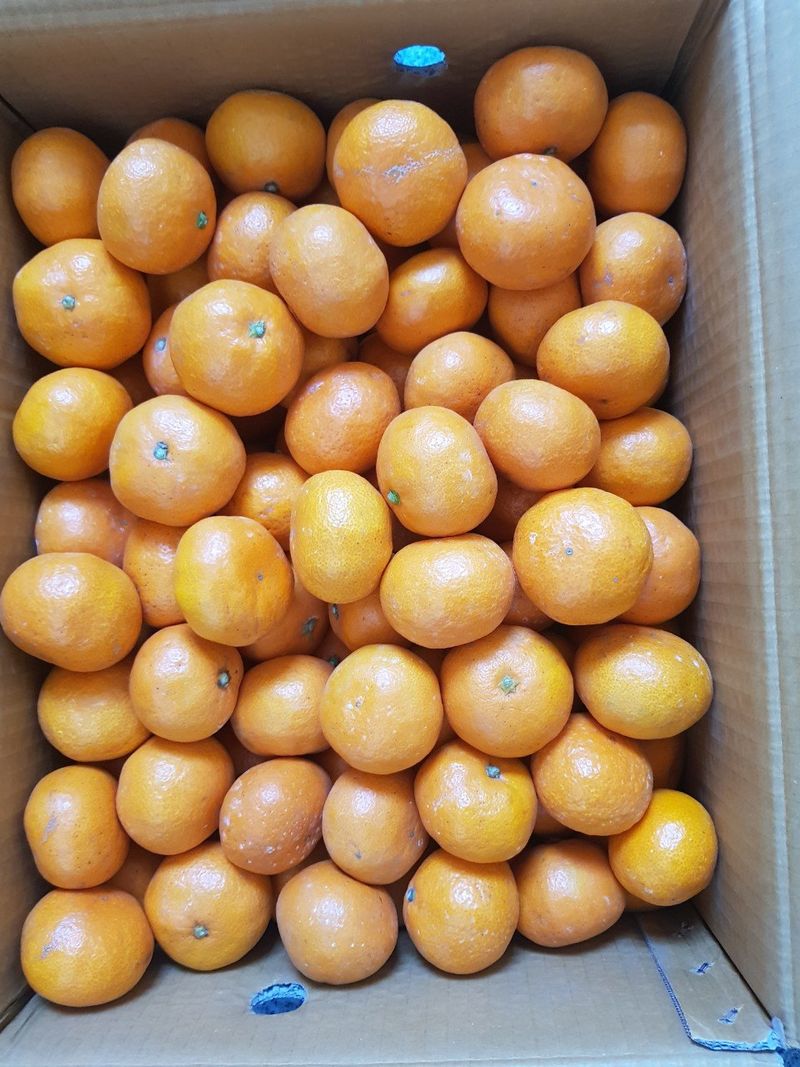 서귀포달코롬감귤농원님의 장터 판매 상품 [조생귤 대과 8.5kg(왕빵귤제외)] 첨부 사진