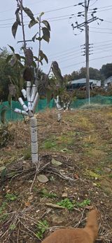 권오채님의 팜모닝공식·농업뉴스 작성글 사진