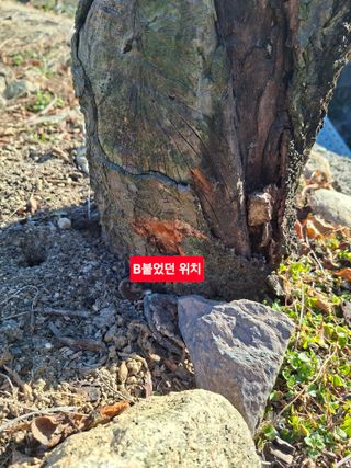 김중언님의 자유주제 · 자유게시판 작성글 사진