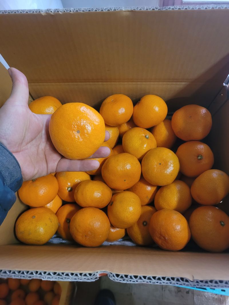 장터 상품 [조생귤 대과 8.5kg(왕빵귤제외)] 썸네일