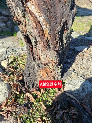 김중언님의 자유주제 · 자유게시판 작성글 사진