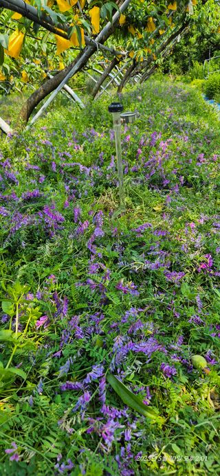 달맛햇복숭아농원님의 자유주제 · 자유게시판 작성글 사진