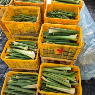 독고다이님의 자유주제 · 자유게시판 작성글 사진