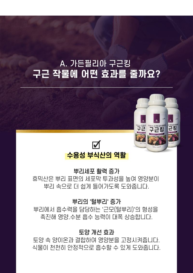 신탄진농약비료마트님의 장터 판매 상품 [가든필리아 구근킹500ml 2병 고구마 감자 비대제 뿌리활착 발근제 복합비료 마늘 양파 부식산 해조추출물] 첨부 사진