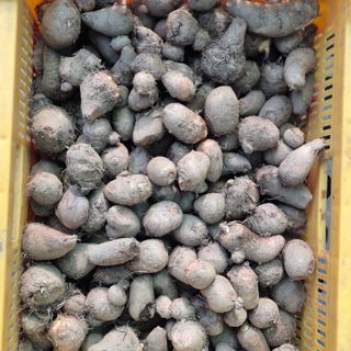 독고다이님의 자유주제 · 자유게시판 작성글 사진