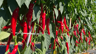 주주씨앗님의 자유주제 · 자유게시판 작성글 사진