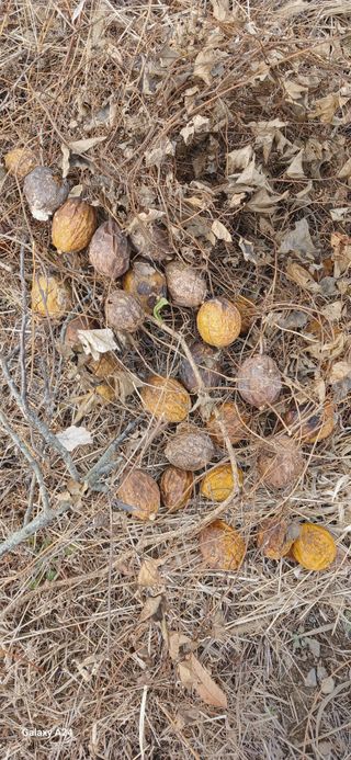 소농인님의 자유주제 · 자유게시판 작성글 사진