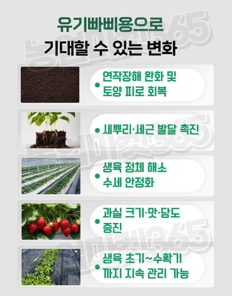 농업마켓365님의 장터 판매 상품 [유기빠삐용 액제 11L(12kg) 2통 아미노산 해조추출물 프리미엄 관주영양제] 첨부 사진