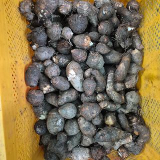 독고다이님의 자유주제 · 자유게시판 작성글 사진