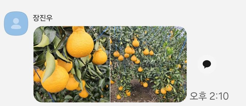 장터 상품 [비가림한라봉] 썸네일