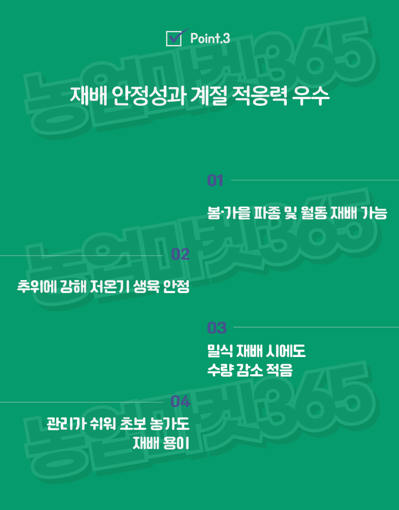 농업마켓365님의 장터 판매 상품 [아시아종묘 대파 흑금대파 10g/80g/400g 씨앗 종자] 첨부 사진