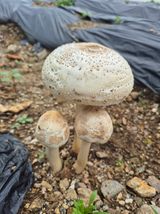 팜모닝 자유주제·자유게시판 게시글 이미지