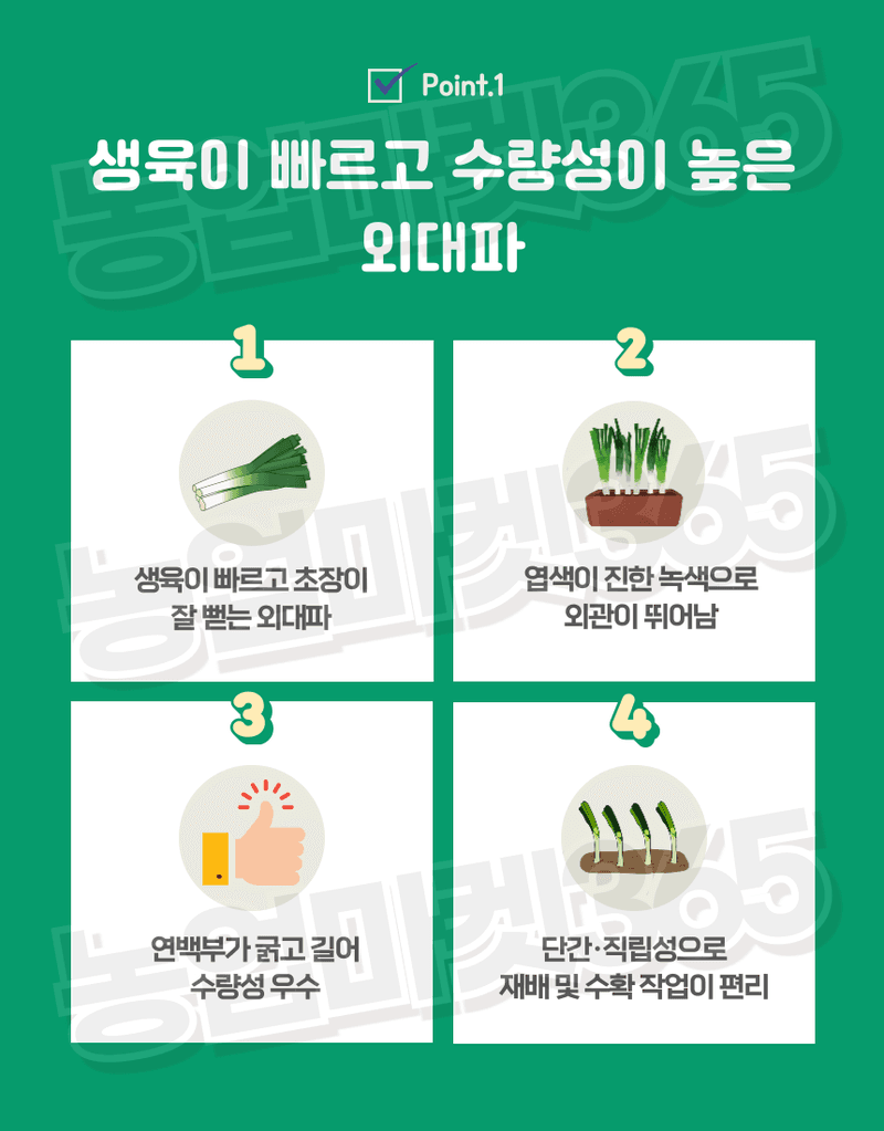 농업마켓365님의 장터 판매 상품 [아시아종묘 대파 흑금대파 10g/80g/400g 씨앗 종자] 첨부 사진