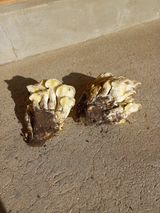 팜모닝 자유주제·자유게시판 게시글 이미지