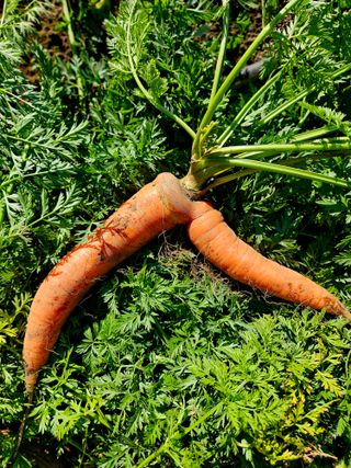 평대돌담농장님의 자유주제 · 자유게시판 작성글 사진