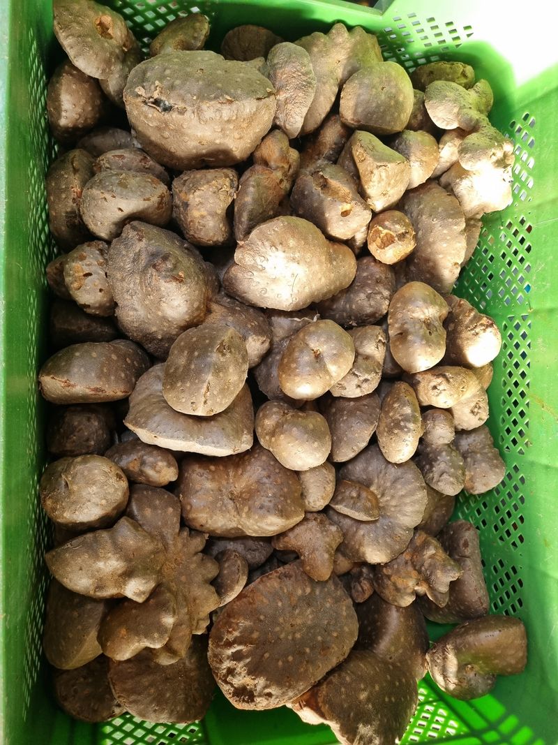 장터 상품 [하늘마..열매마] 썸네일