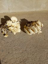 심무재 님의 자유주제·자유게시판 작성글 사진