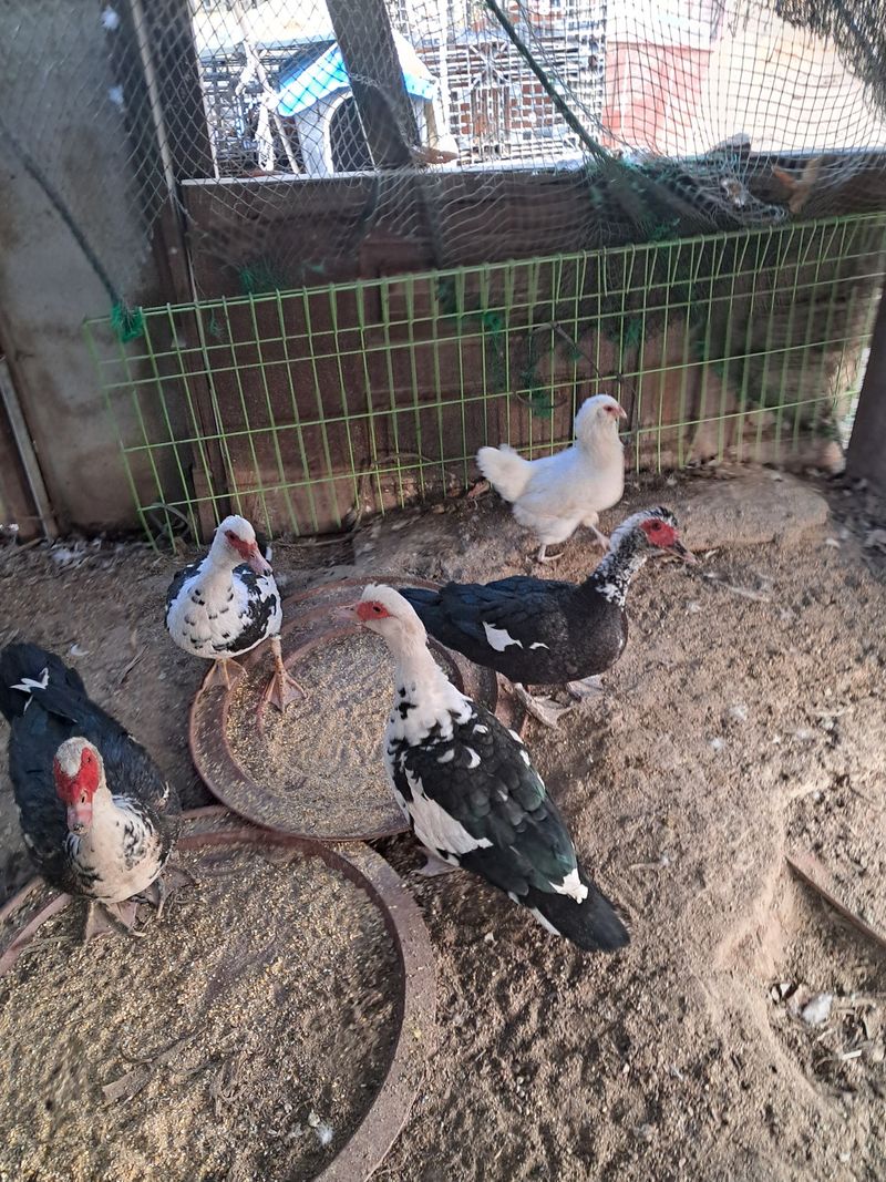 장터 상품 [기러기 닭 분양합니다] 썸네일