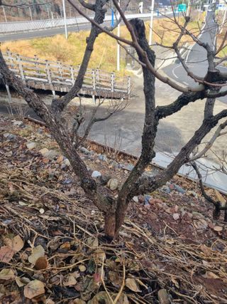 김용대님의 자유주제 · 자유게시판 작성글 사진