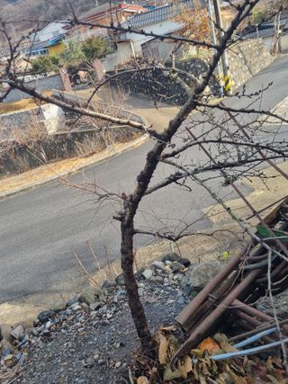 김용대님의 자유주제 · 자유게시판 작성글 사진