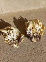 심무재 님의 자유주제·자유게시판 작성글 사진