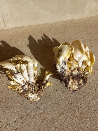 심무재 님의 자유주제 · 자유게시판 작성글 사진