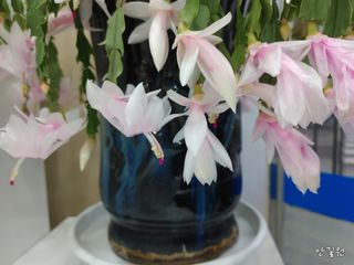 안길원님의 자유주제 · 자유게시판 작성글 사진