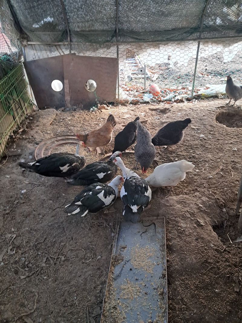 용인시님의 장터 판매 상품 [기러기 닭 분양합니다] 첨부 사진