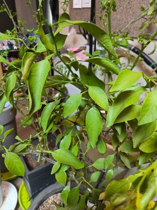 방촌대장님의 자유주제 · 자유게시판 작성글 사진