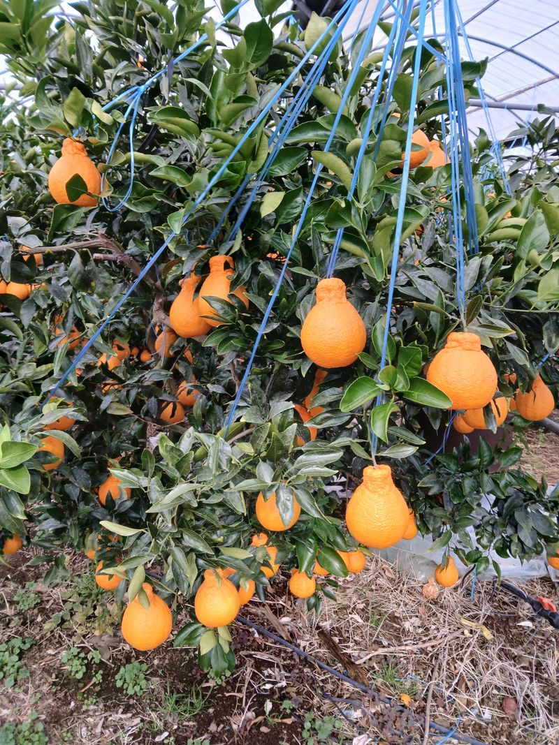 양연정님의 장터 판매 상품 [비가림한라봉] 첨부 사진