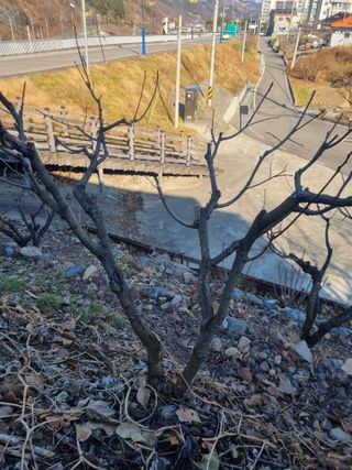 김용대님의 자유주제 · 자유게시판 작성글 사진