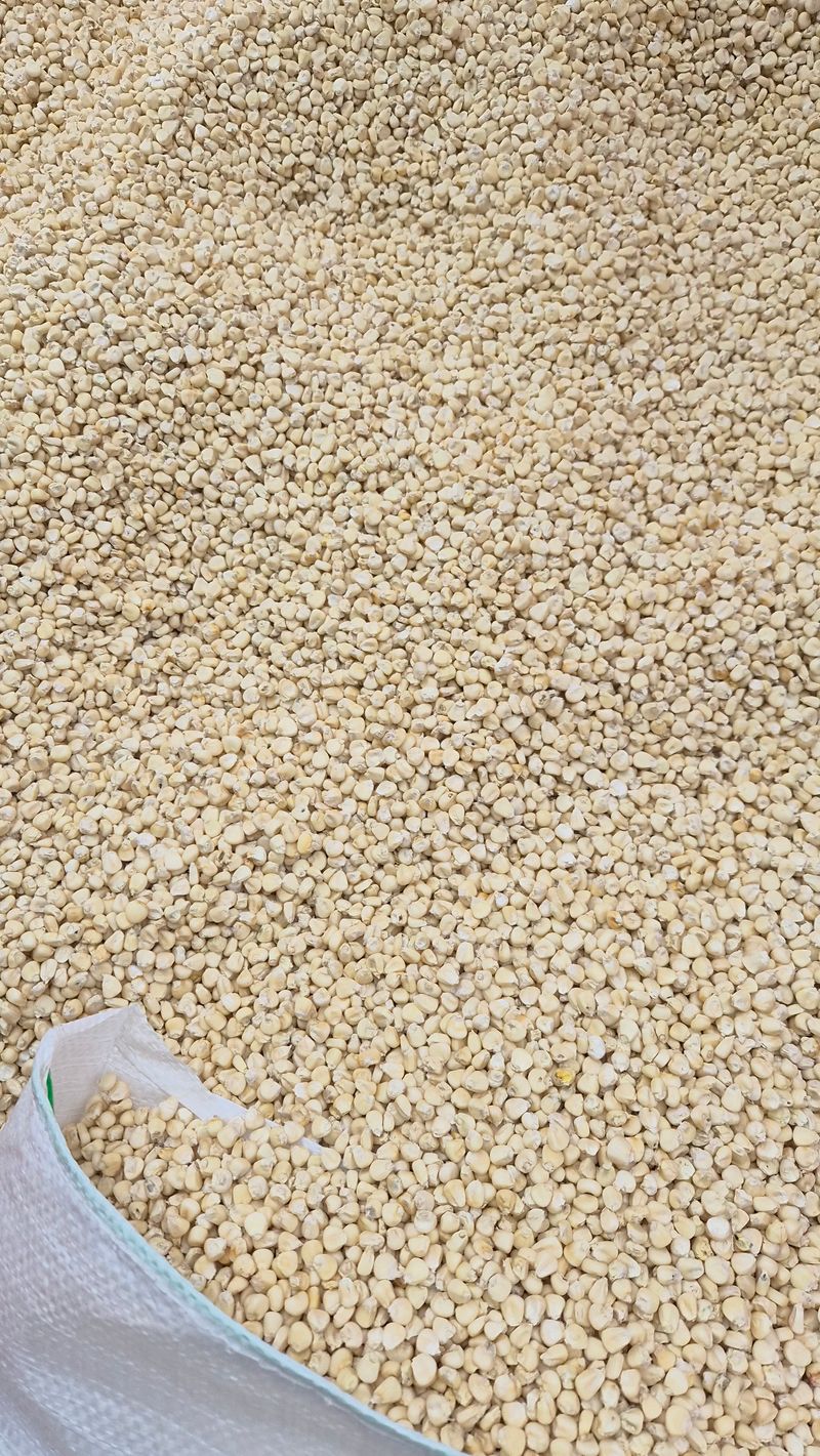 전용철님의 장터 판매 상품 [찰 옥수수 튀밥용] 첨부 사진