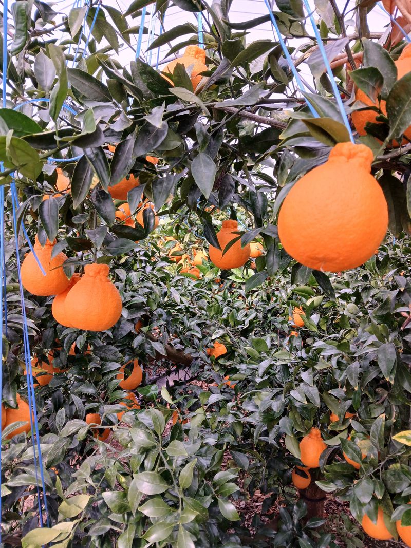 양연정님의 장터 판매 상품 [비가림한라봉] 첨부 사진