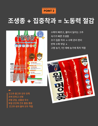 대산농사대장님의 고추 · 품종•종자 작성글 사진