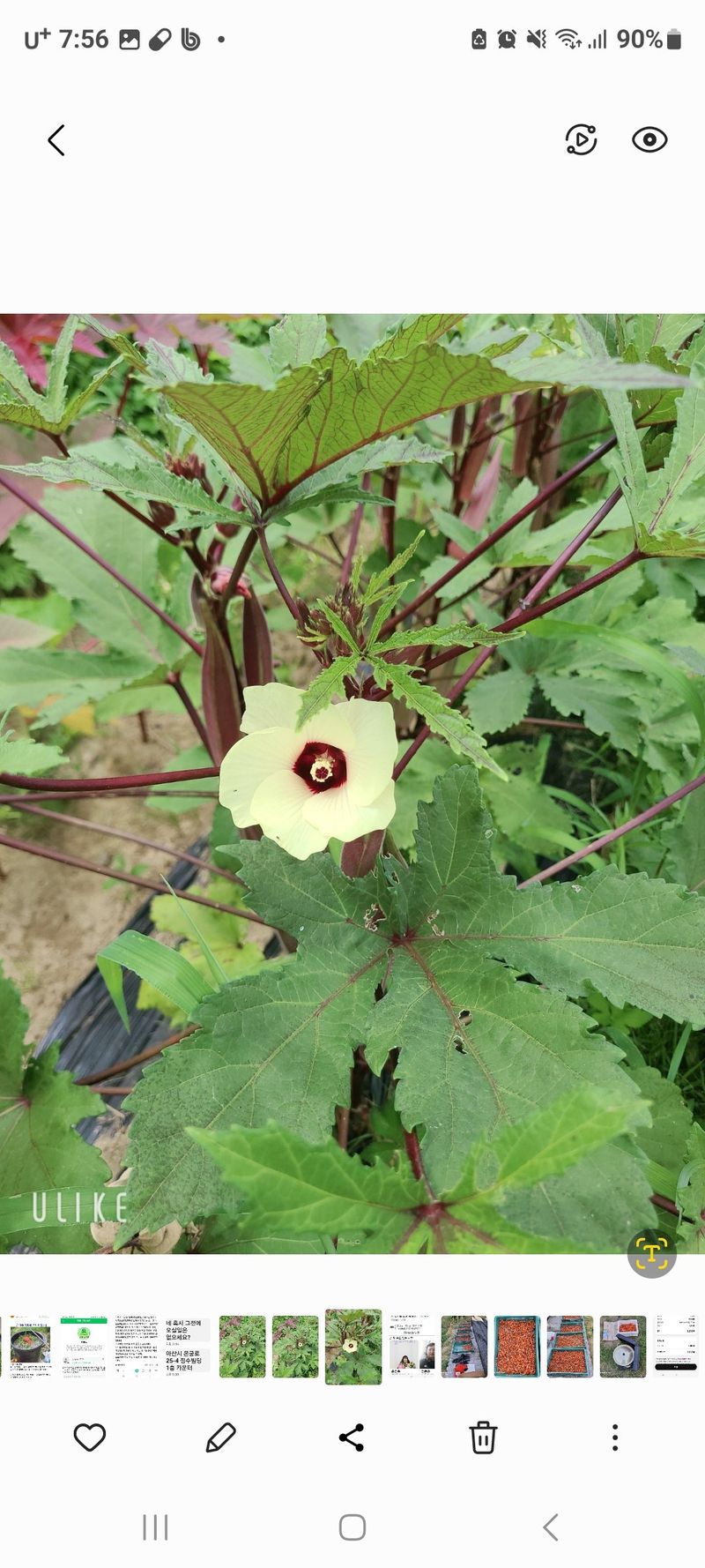정찬영님의 장터 판매 상품 [적오크라씨앗 (100립)] 첨부 사진