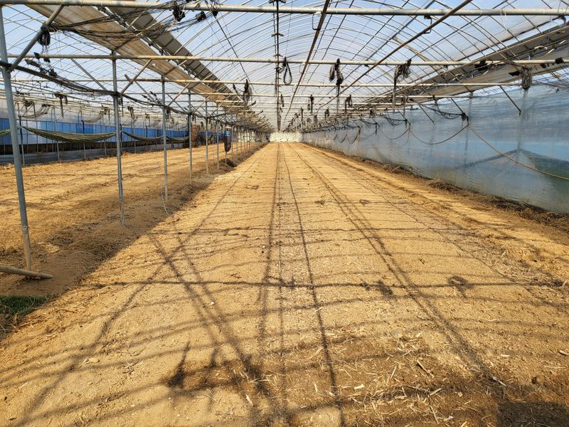 홍성규 님의 장터 판매 상품 [3중 하우스 2.000평 10연동] 첨부 사진