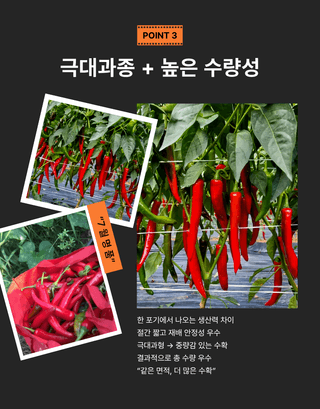 대산농사대장님의 고추 · 품종•종자 작성글 사진