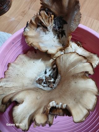 바위돌 심재성님의 농사, 무엇이든 물어보세요! · 참여글 작성글 사진