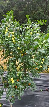 팜모닝 자유주제·자유게시판 게시글 이미지